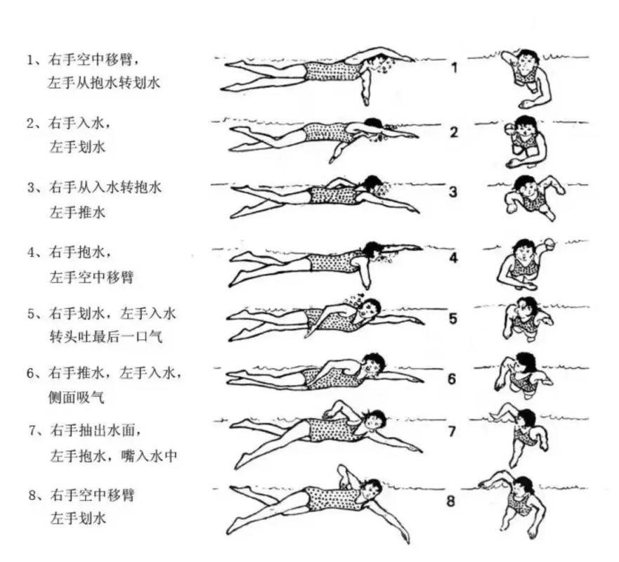怎样学会自由泳,怎样学好自由泳示范动作-第3张图片-无暮网 怎样学会自由泳,怎样学好自由泳示范动作-第3张图片-无暮网