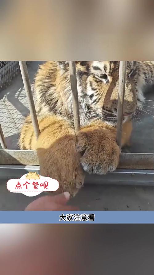 中国有大灰熊吗,中国有大灰熊吗图片