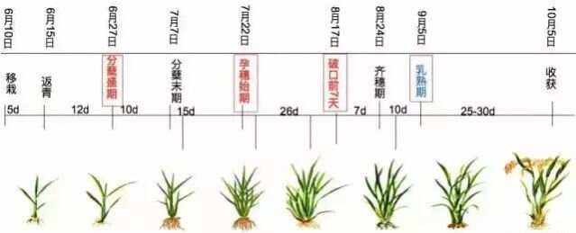 繁殖季节攻略怎么培养(繁殖季节71中文版攻略)