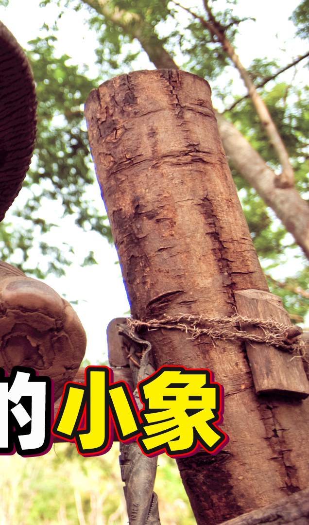 救援粉红小象攻略(救援粉红女孩2攻略)