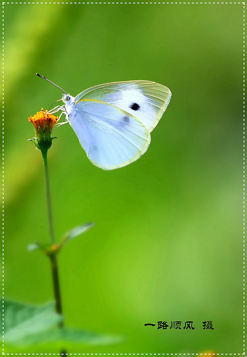 粉蝶视频老版本(粉蝶视频破解版下载)