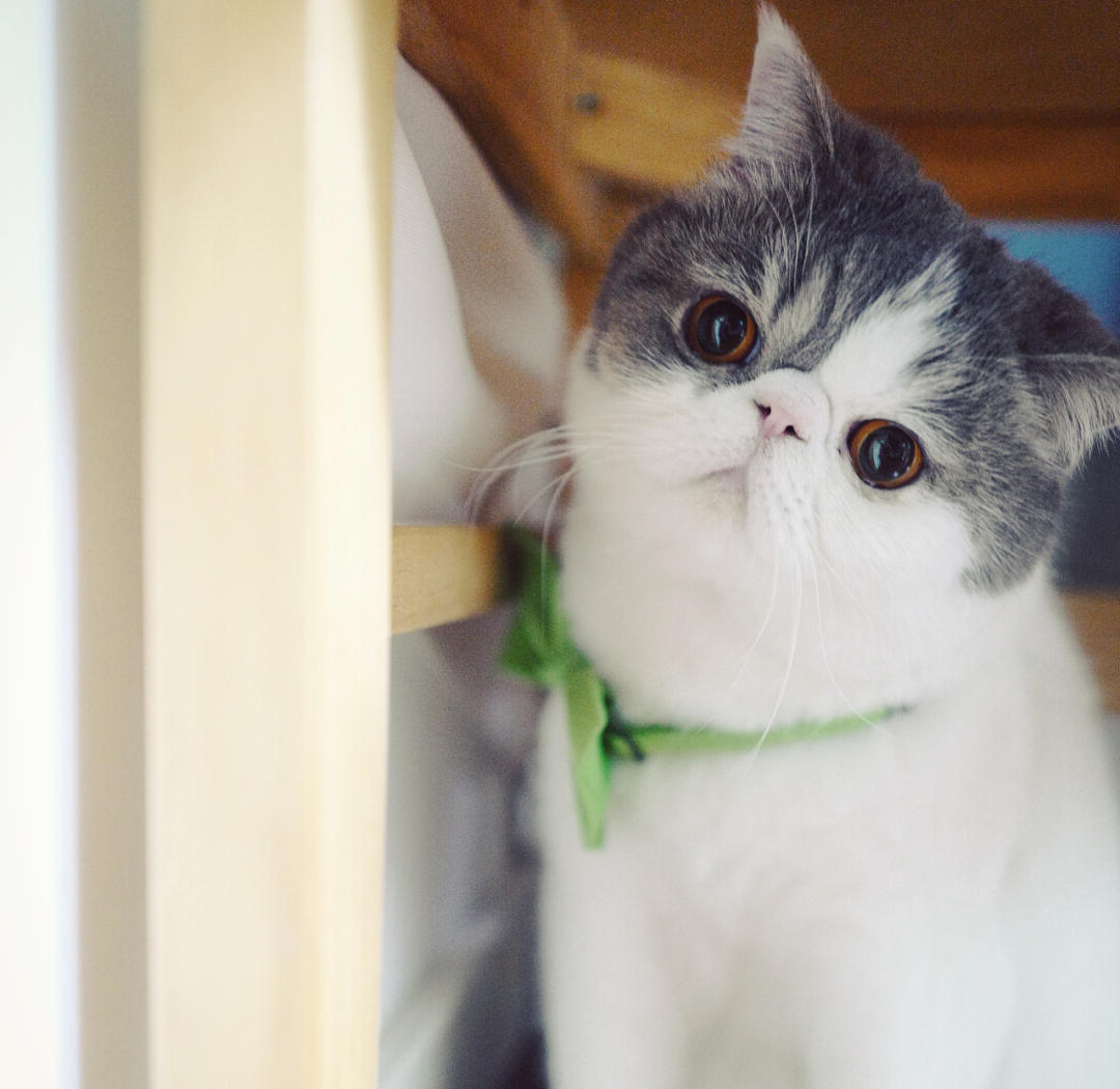 疯狂的加菲猫攻略(疯狂的加菲猫攻略视频)