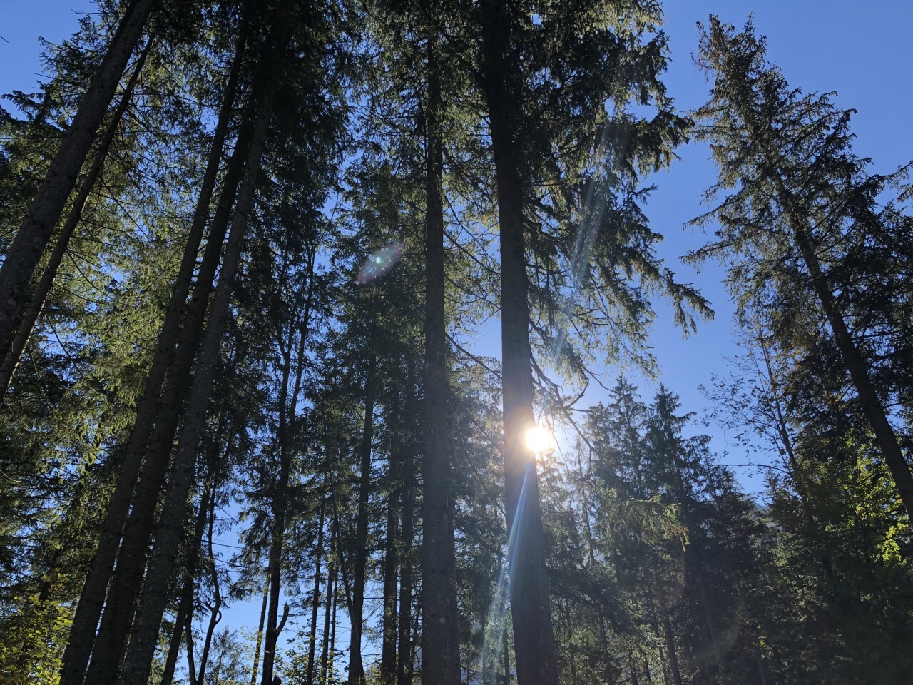 逃离魔法森林游戏攻略(逃离魔法森林游戏攻略大全)