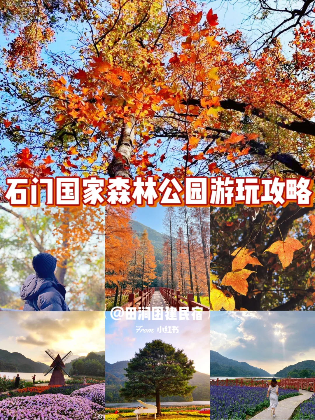 逃离缤纷森林攻略(逃离缤纷森林攻略大全)