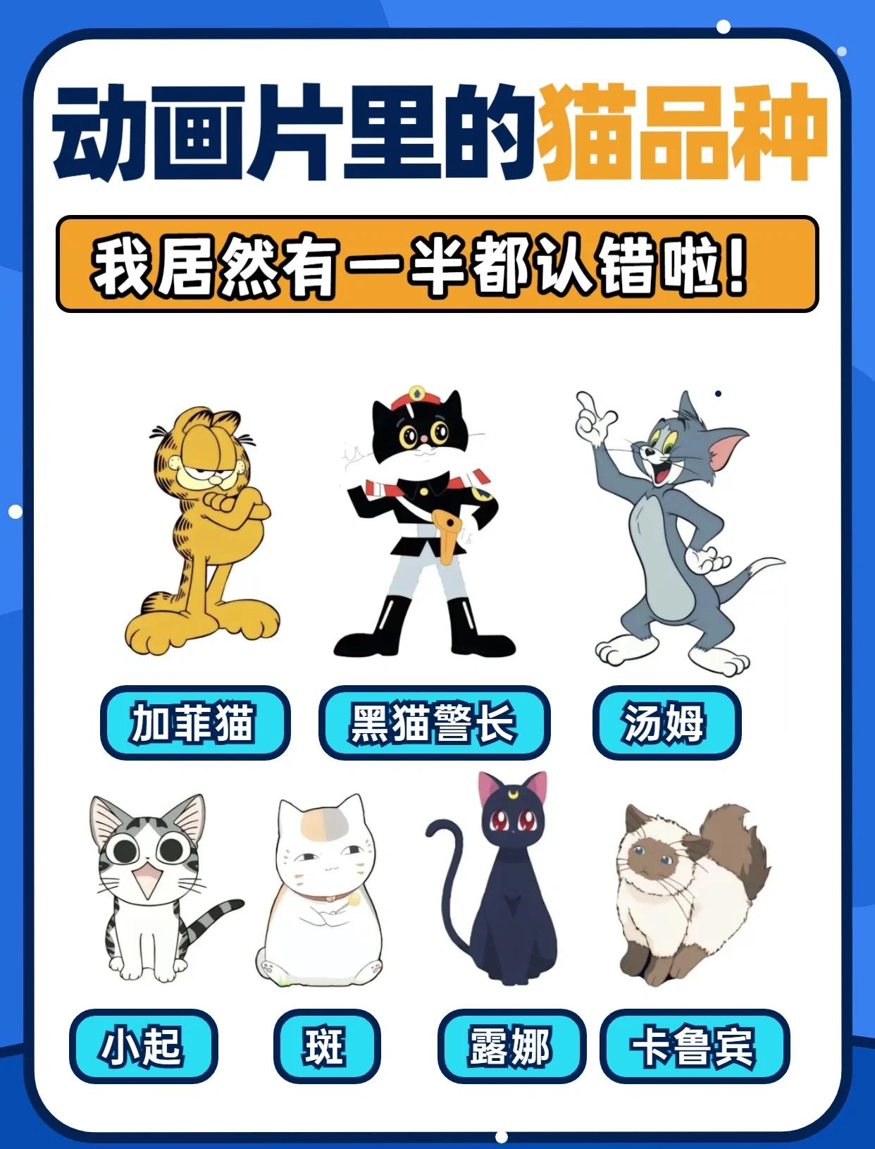 猫咪王国动画片全集(猫咪王国动画片全集免费观看)