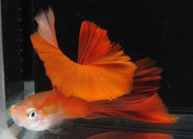 洛克王国大尾鱼(洛克王国大尾鱼性格推荐)