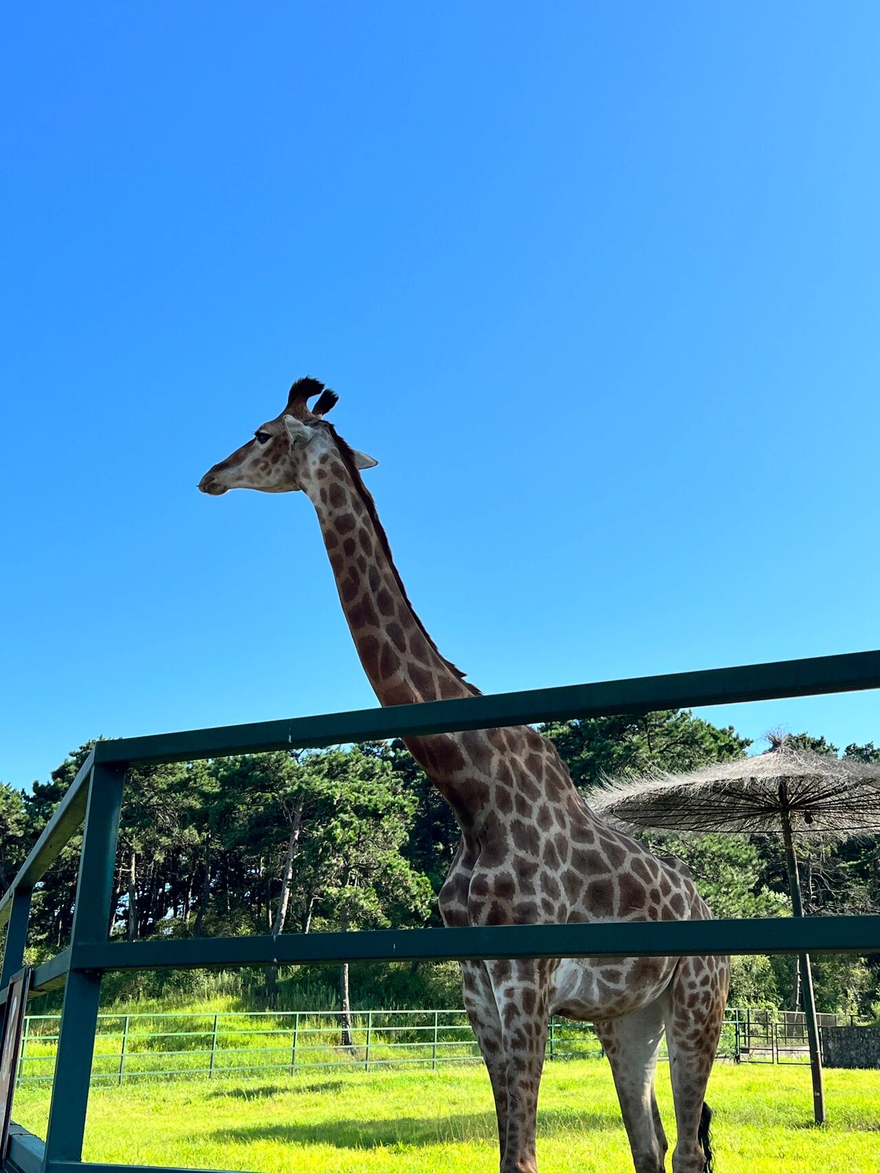 动物森林破解版无敌(动物森林破解版无限钻石)