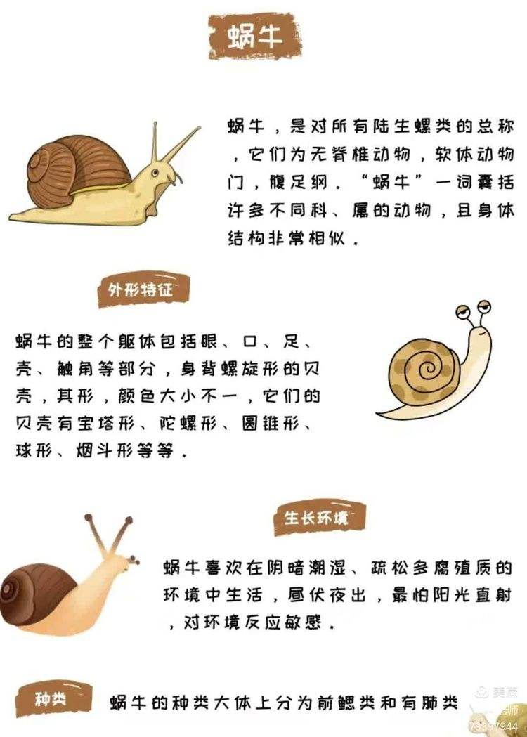 蜗牛小游戏攻略(蜗牛小游戏攻略视频)