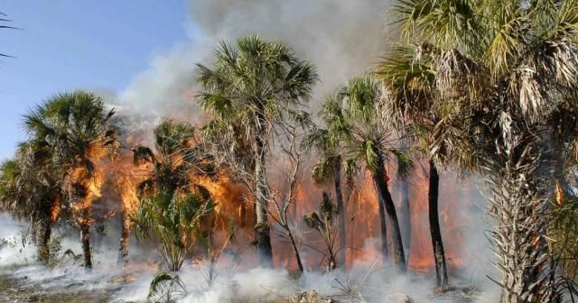 逃离亚马逊雨林攻略(逃离亚马逊雨林攻略大全)