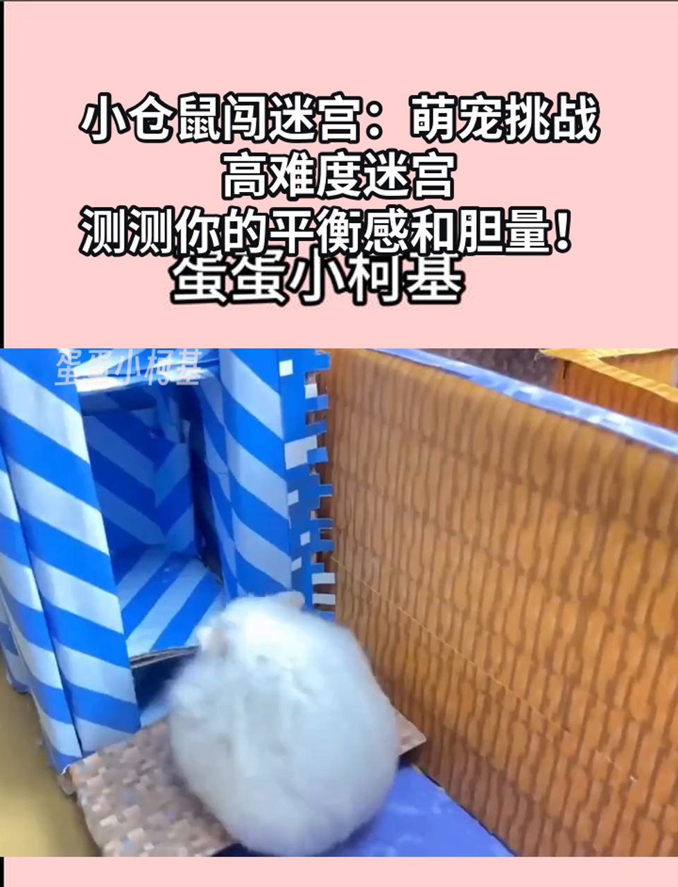 宠物逃脱游戏攻略(宠物逃脱游戏攻略图文)