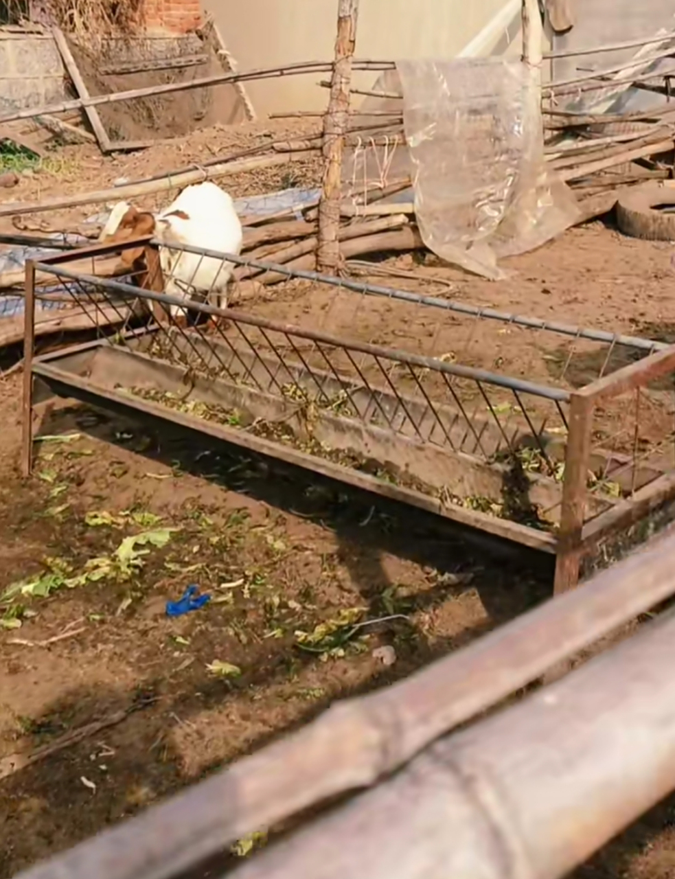 绵羊回家攻略(绵羊回家攻略视频)