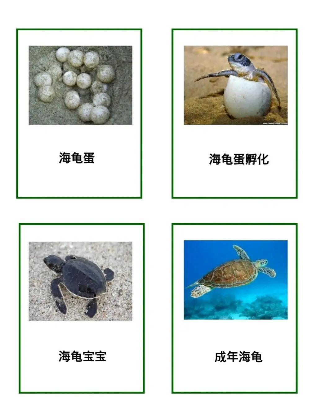 营救小海龟攻略(营救小海龟攻略视频)