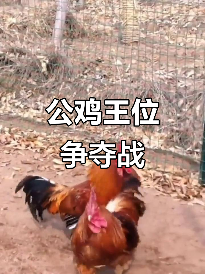 公鸡大战中文破解版(公鸡大战人类怎么下载)