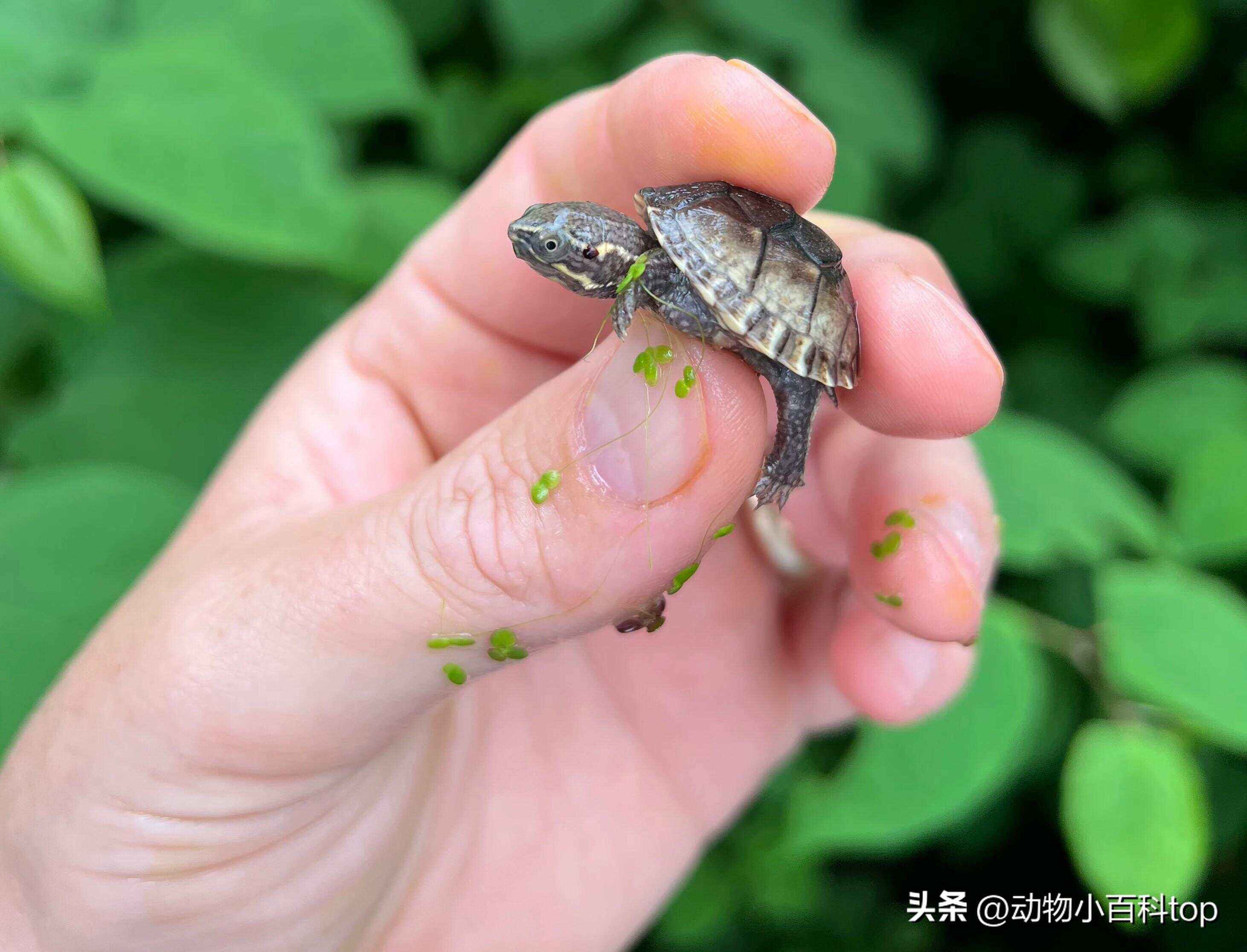 梦幻国度小乌龟(梦幻国度宠物怎么交易)