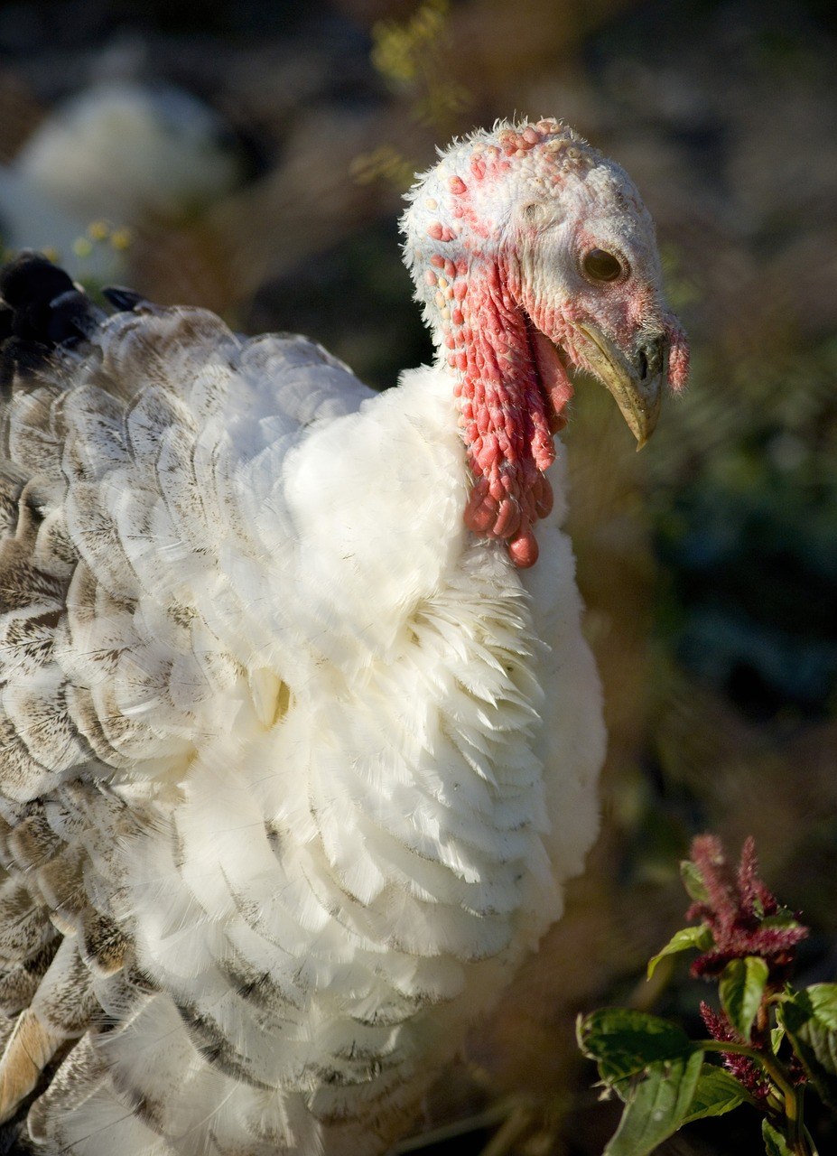 火鸡逃脱农场攻略(火鸡逃脱农场攻略视频)