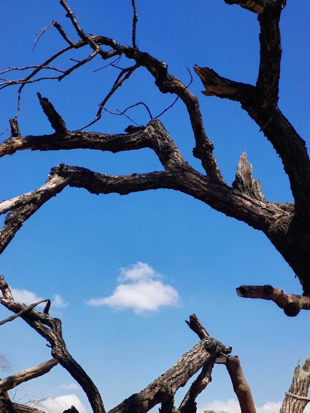 灌溉枯木攻略(枯萎的灌木指令)