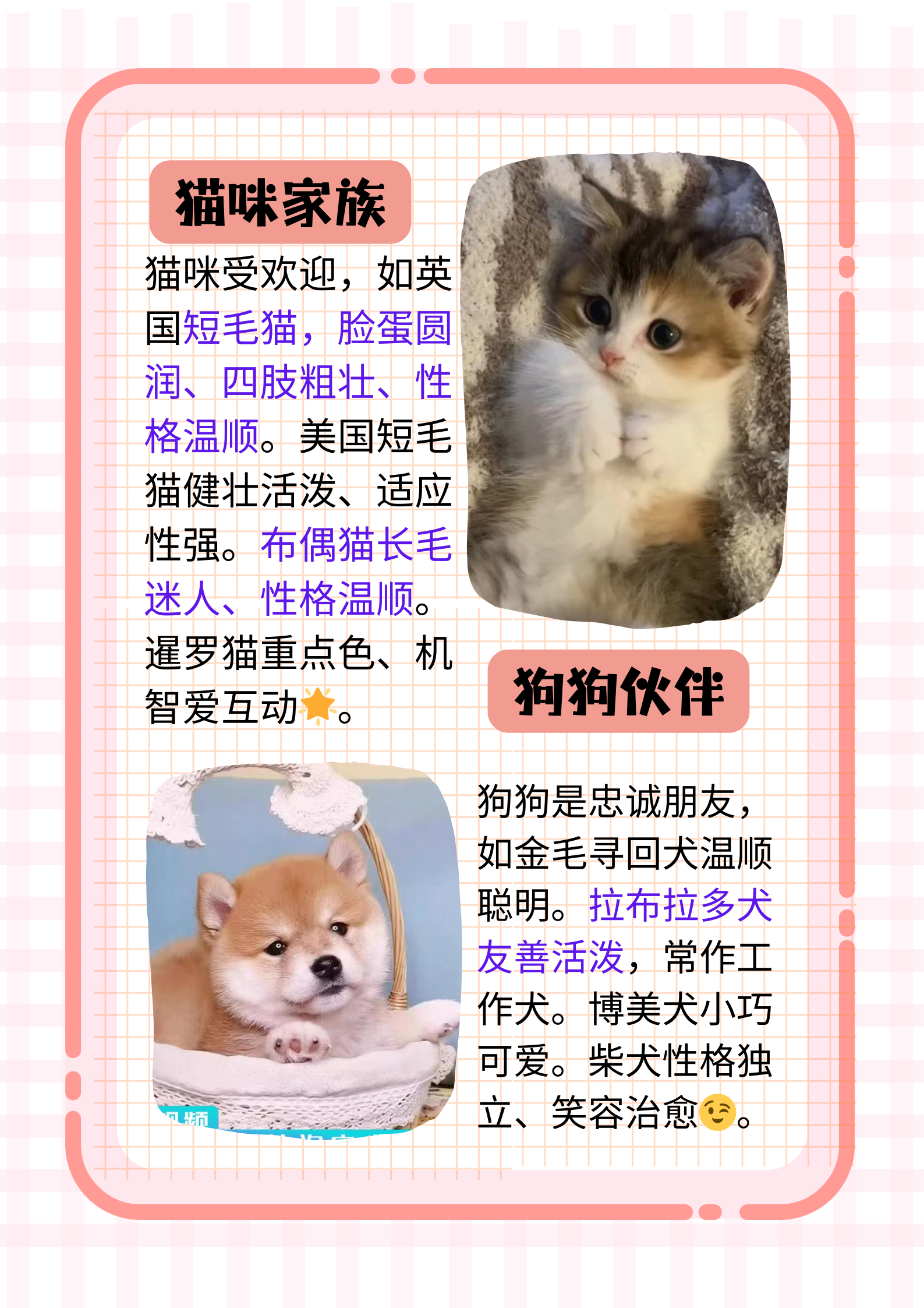 的宠物大全破解版下载(宠物无限金币钻石版下载)