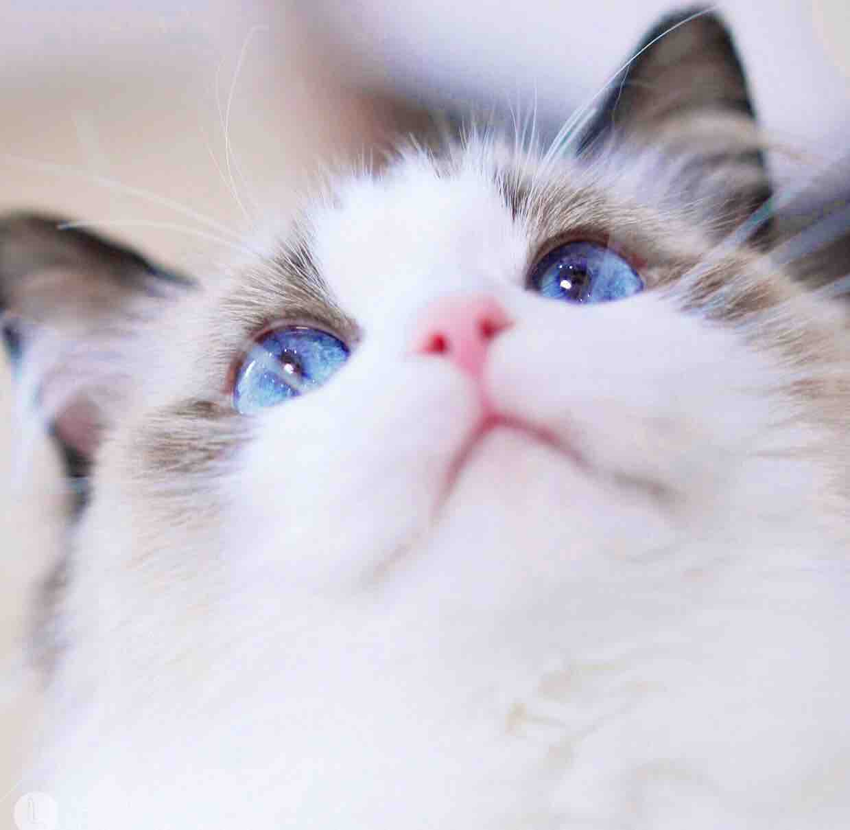 cf疯人院(cf疯人院会所)