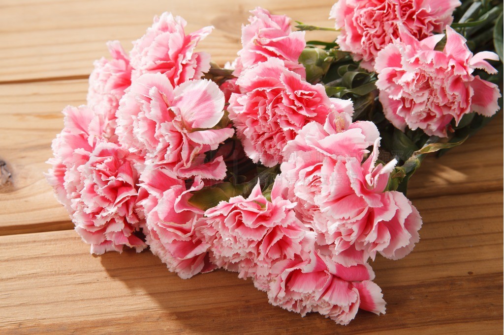 康乃馨俱乐部最新版本(康乃馨俱乐部最新版本到哪了)