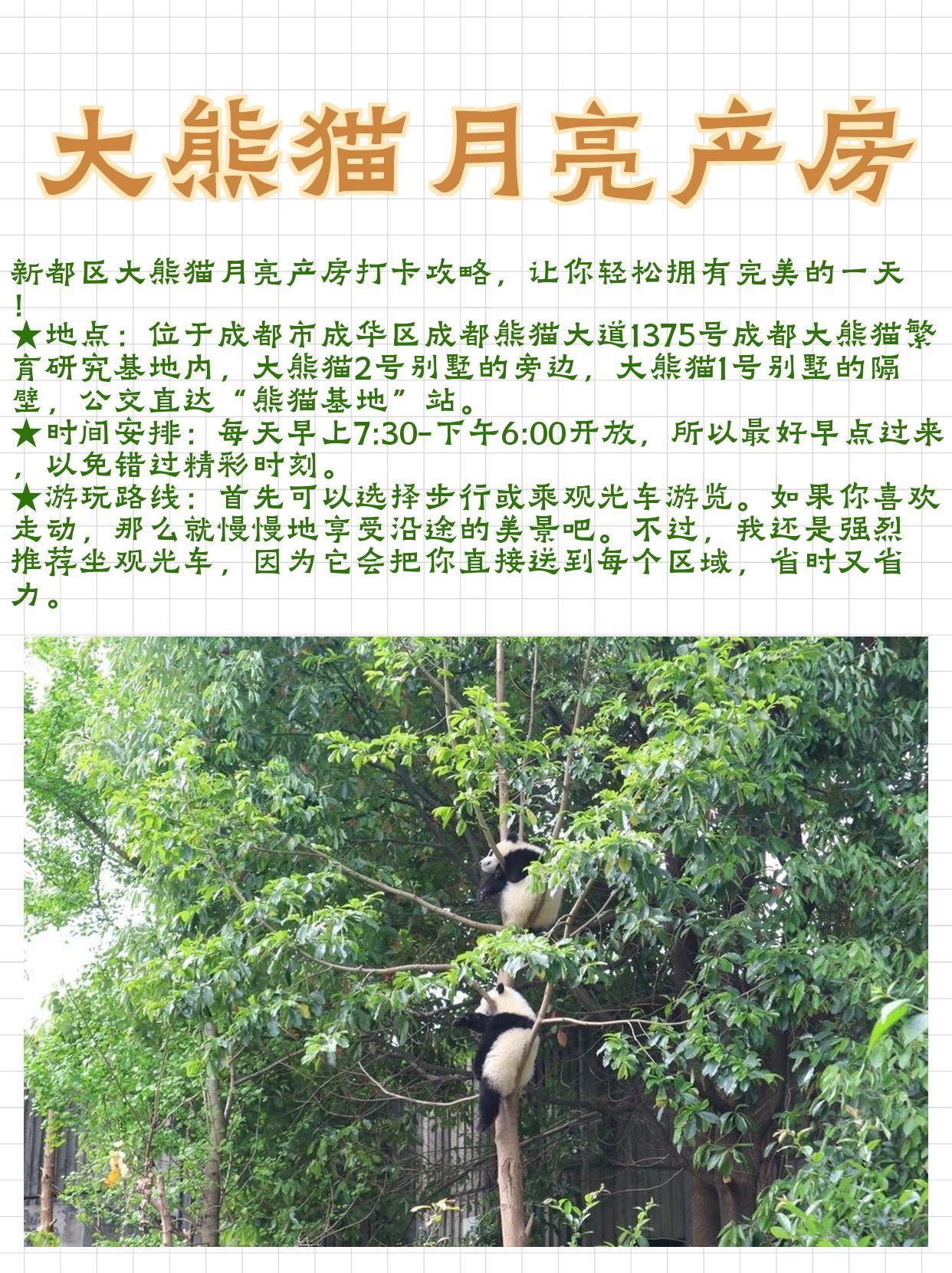 中国熊猫2攻略全部(中国熊猫2最后一关怎么过)