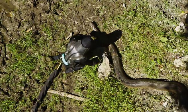 初生小牛逃脱攻略(初生小牛逃脱攻略图文)