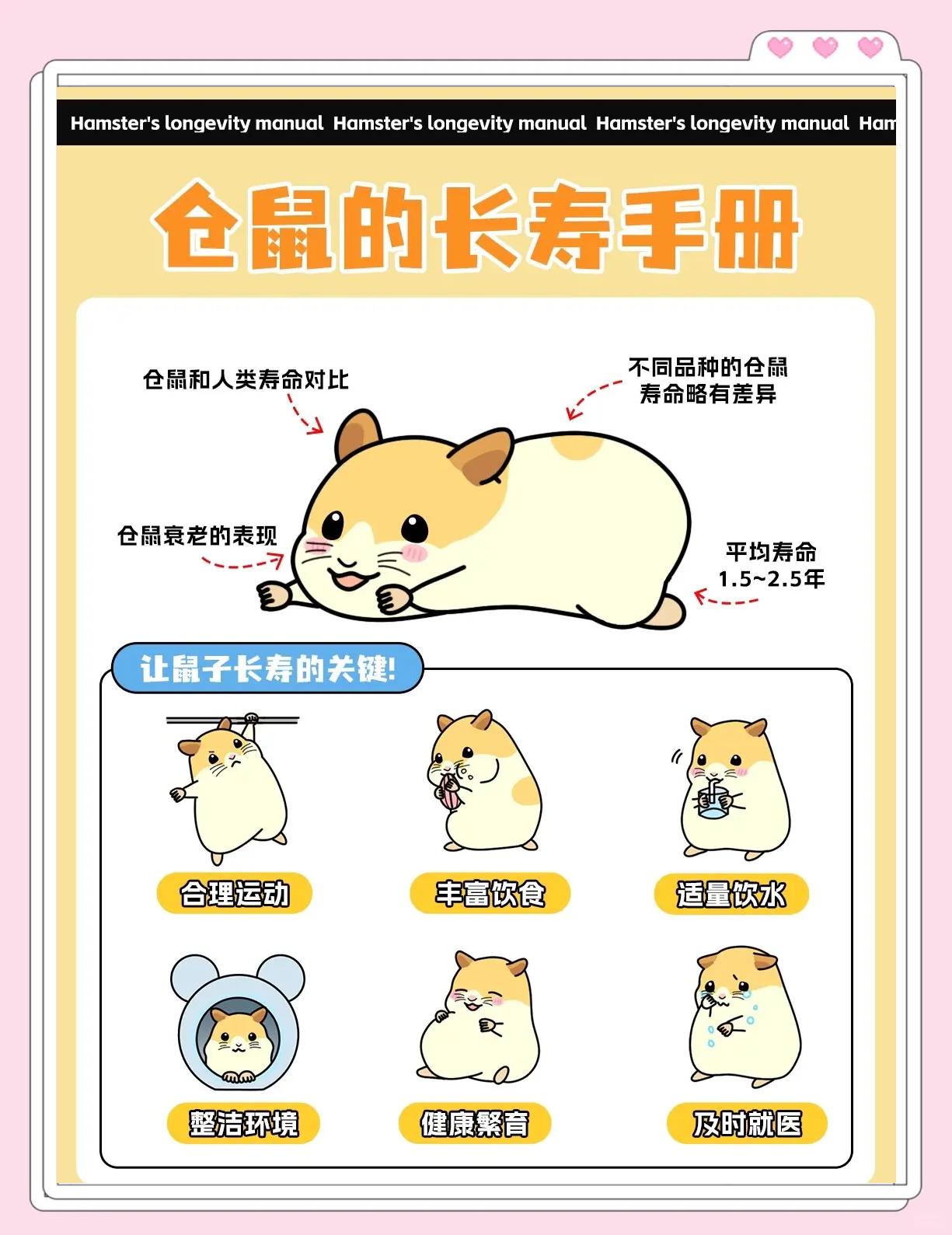 仓鼠历险记攻略(仓鼠历险记密室视频)