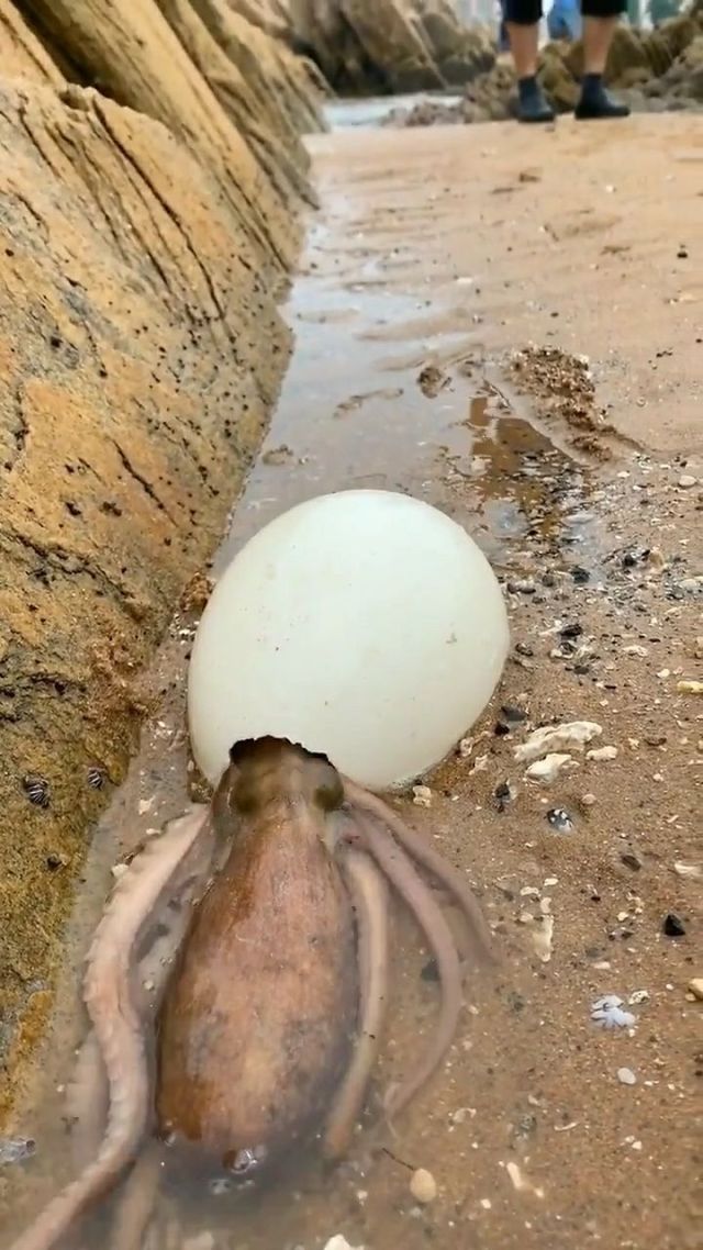 迷你世界鲨鱼蛋(迷你世界鲨鱼模型怎么做)