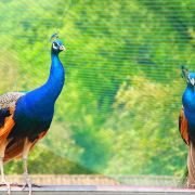 孔雀逃生攻略(孔雀逃生攻略图)