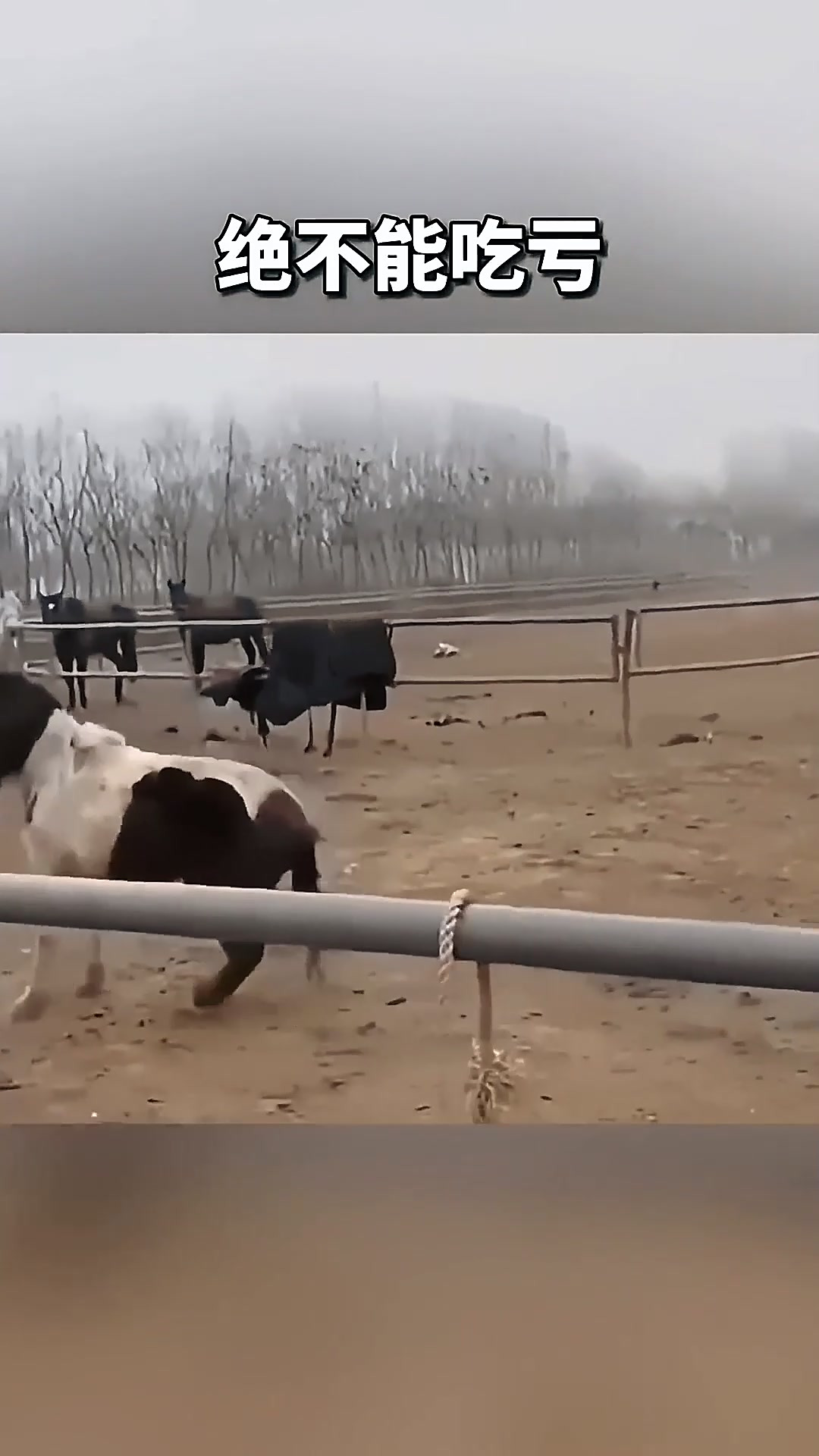 动物干架破解版(动物干架无限金币版)