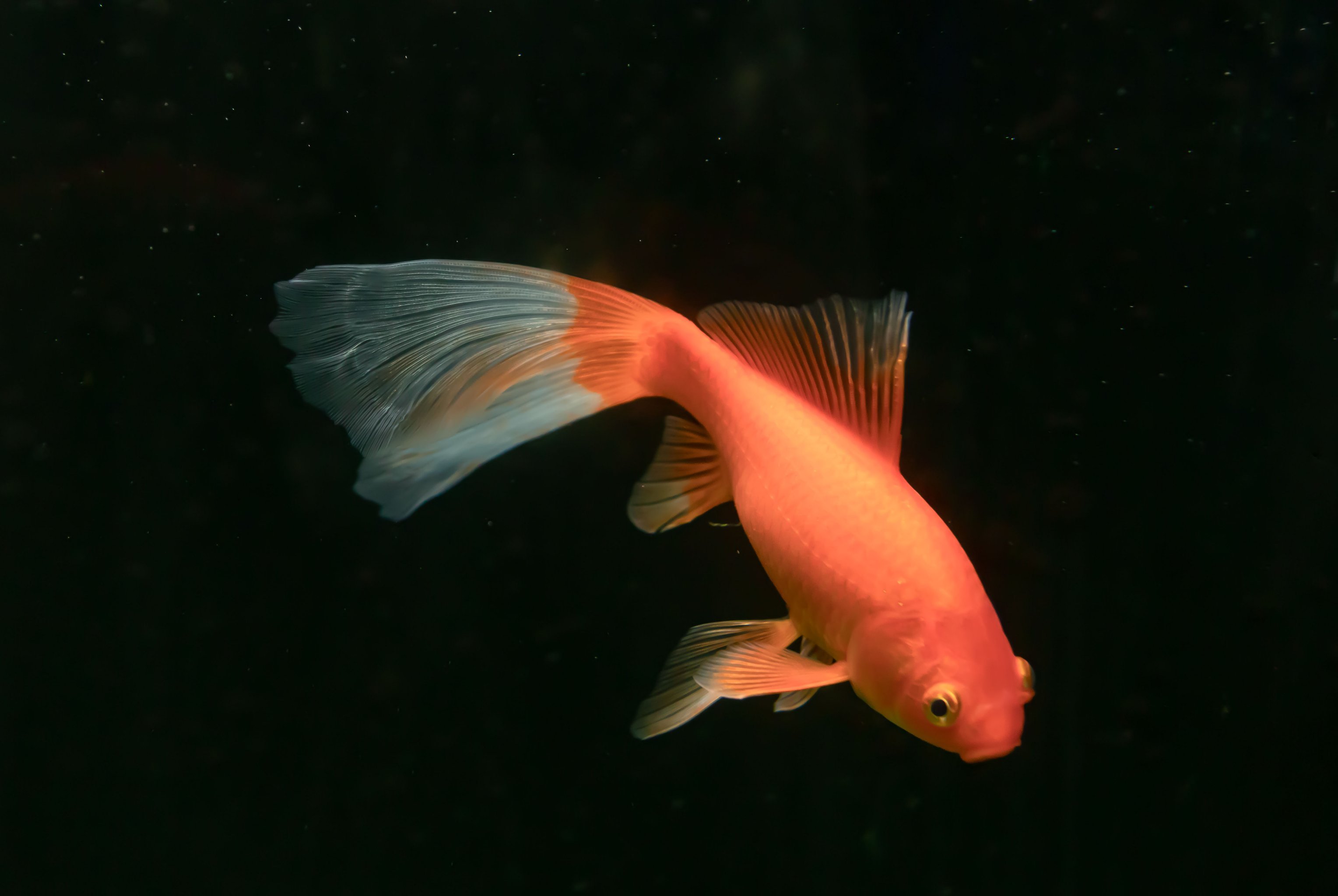 梦幻水族馆对对碰(梦幻水族馆一共多少关)