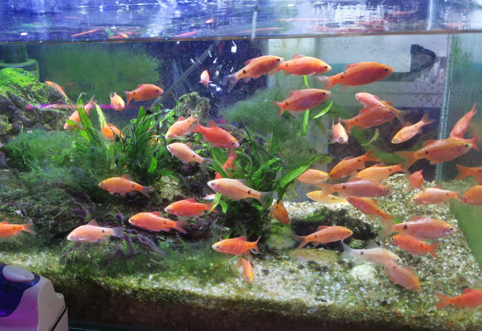 佳佳养鱼坊攻略(佳佳鱼怎么做好吃)