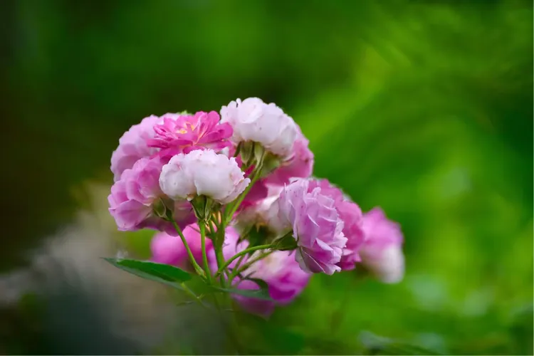 花飞情乱攻略(花飞香在线阅读)