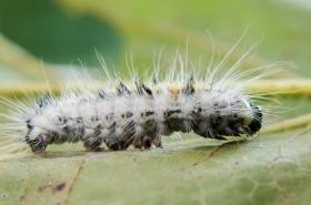 侠盗飞车5毛毛虫(毛毛虫gta5土豪)