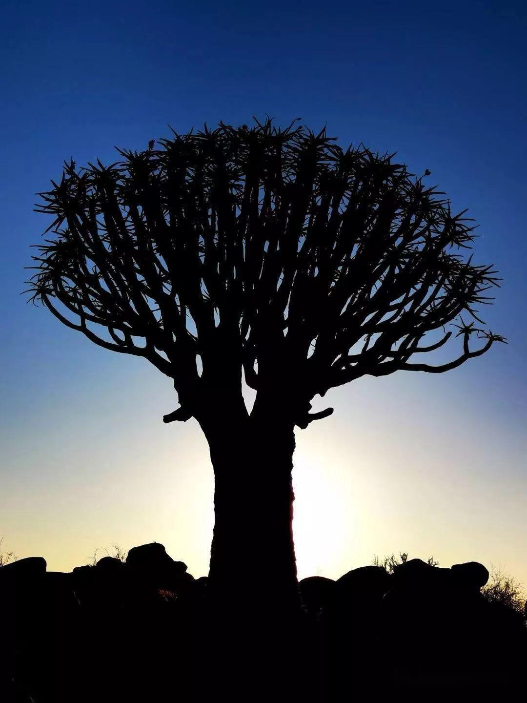 荒芜日记破解版(荒芜2汉化破解版下载)