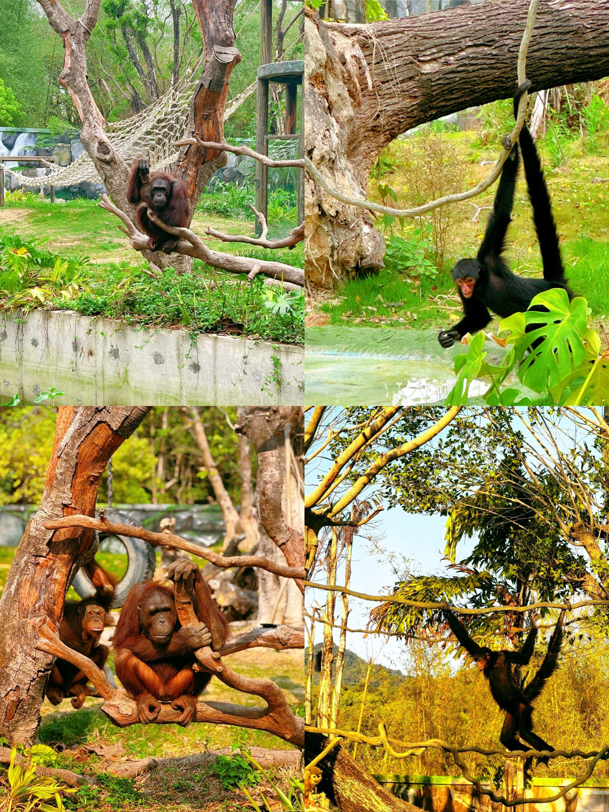 怎么玩森林王国(森林王国里有什么)