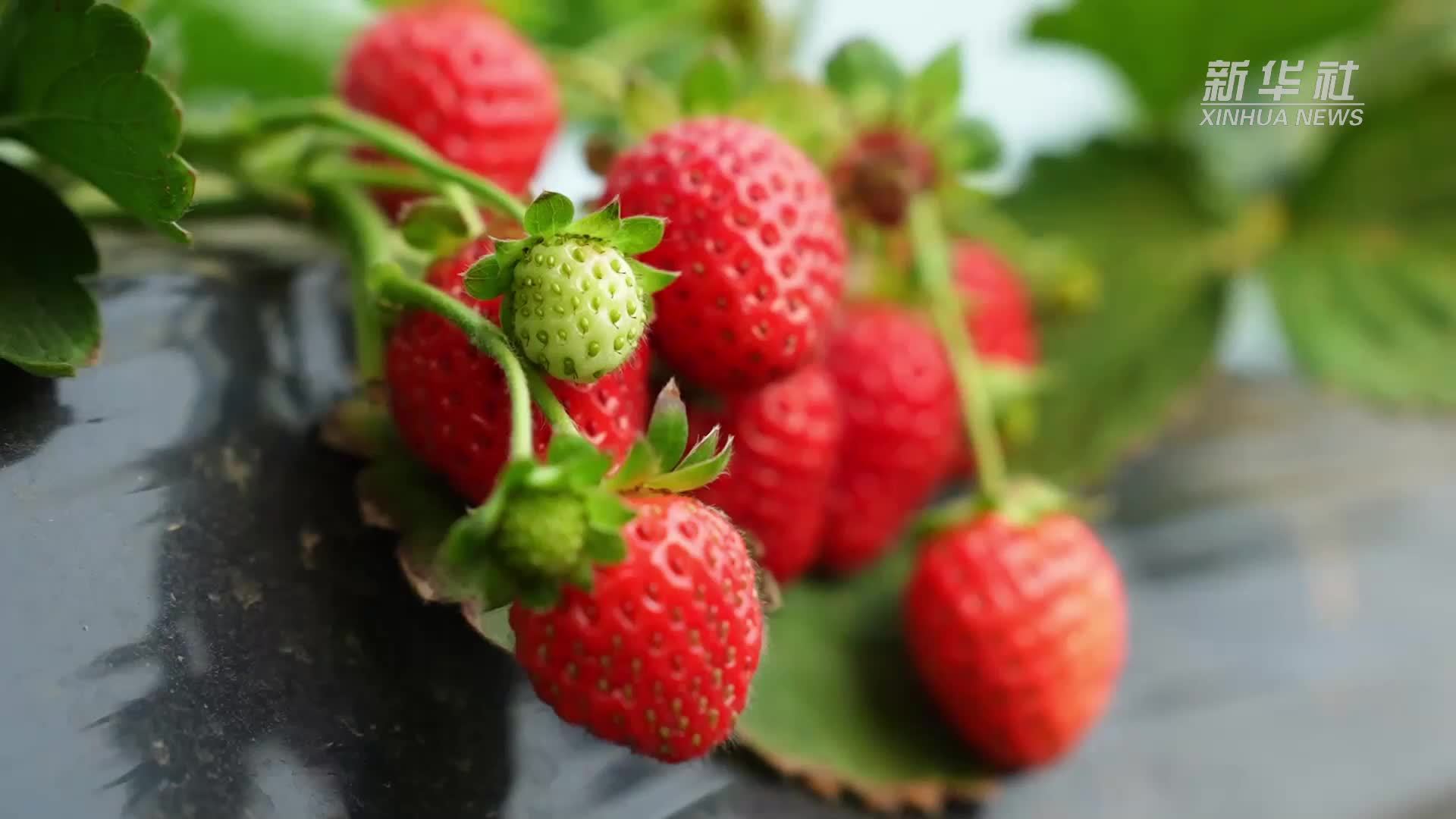 草莓视频下载破解版世界(草莓视频2020破解版下载)