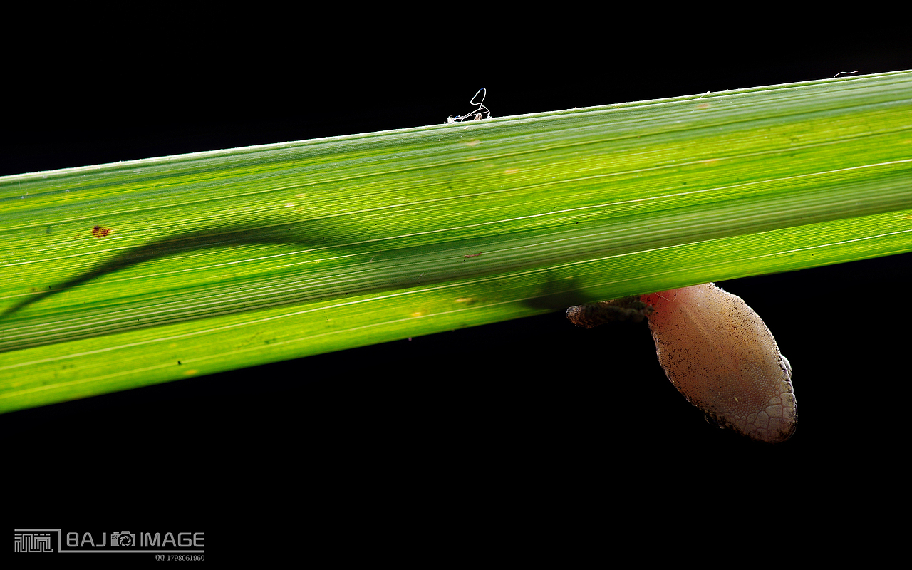 我要看铠甲勇士之壁虎(我要看铠甲勇士长什么样)
