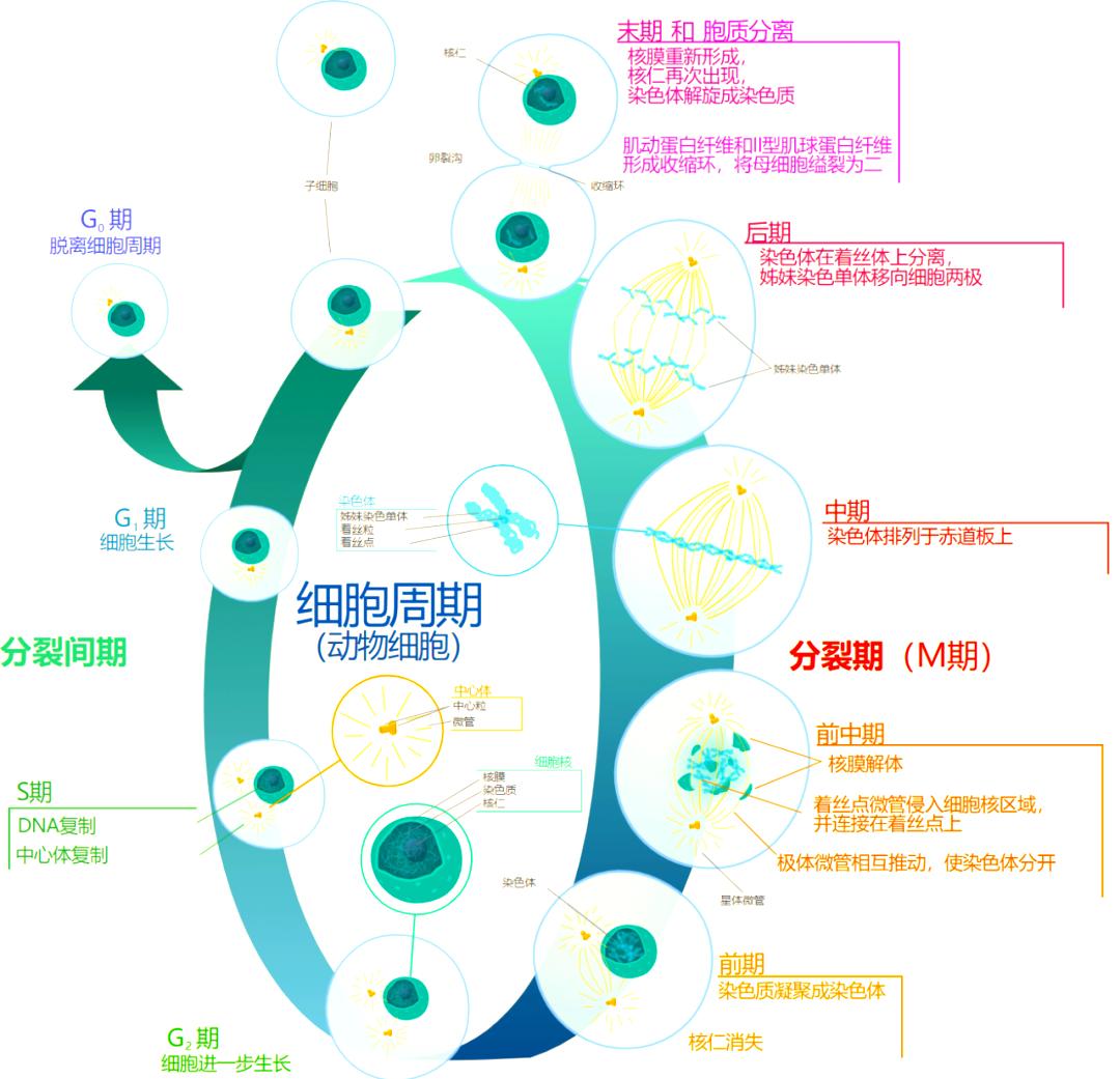 细胞进化史攻略(细胞进化史怎么玩)
