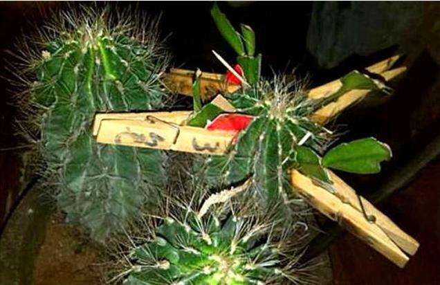 侠盗仙人掌2中文版(侠盗2020英国国语在线播放)