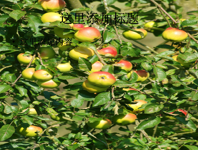 逃出苹果森林攻略视频()