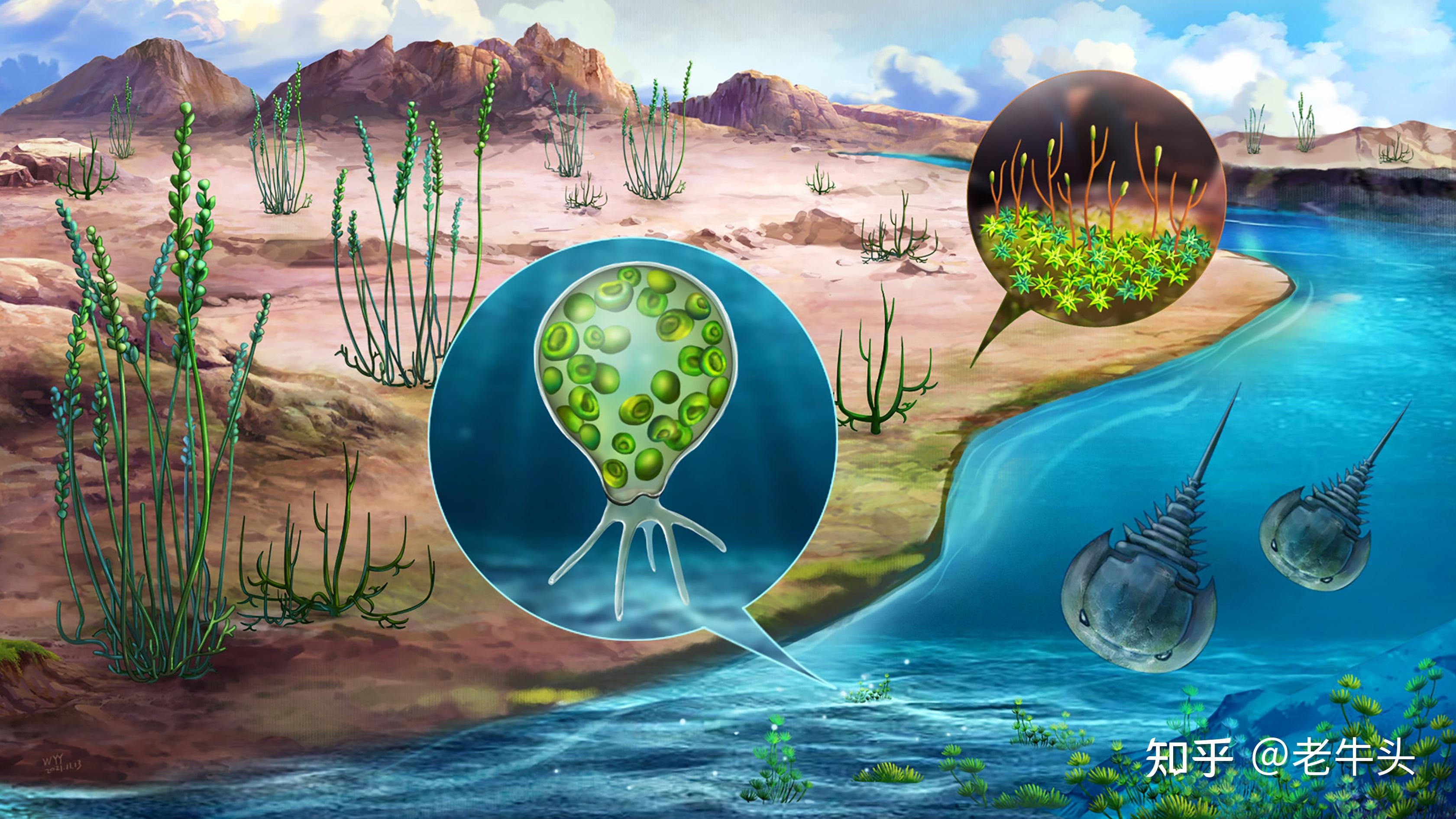 变形虫游戏攻略(变形虫游戏怎么玩)