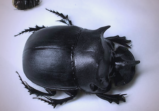 qq三国屎壳螂(三国螃蟹叫什么)