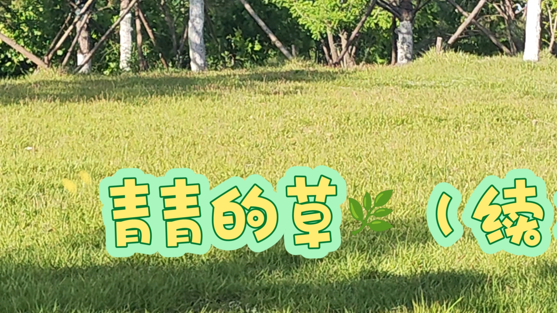 青青草的破解版(青青草有没有破解版)