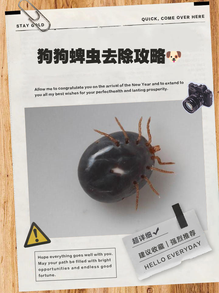 别杀小狗攻略(别杀小狗游戏结局)