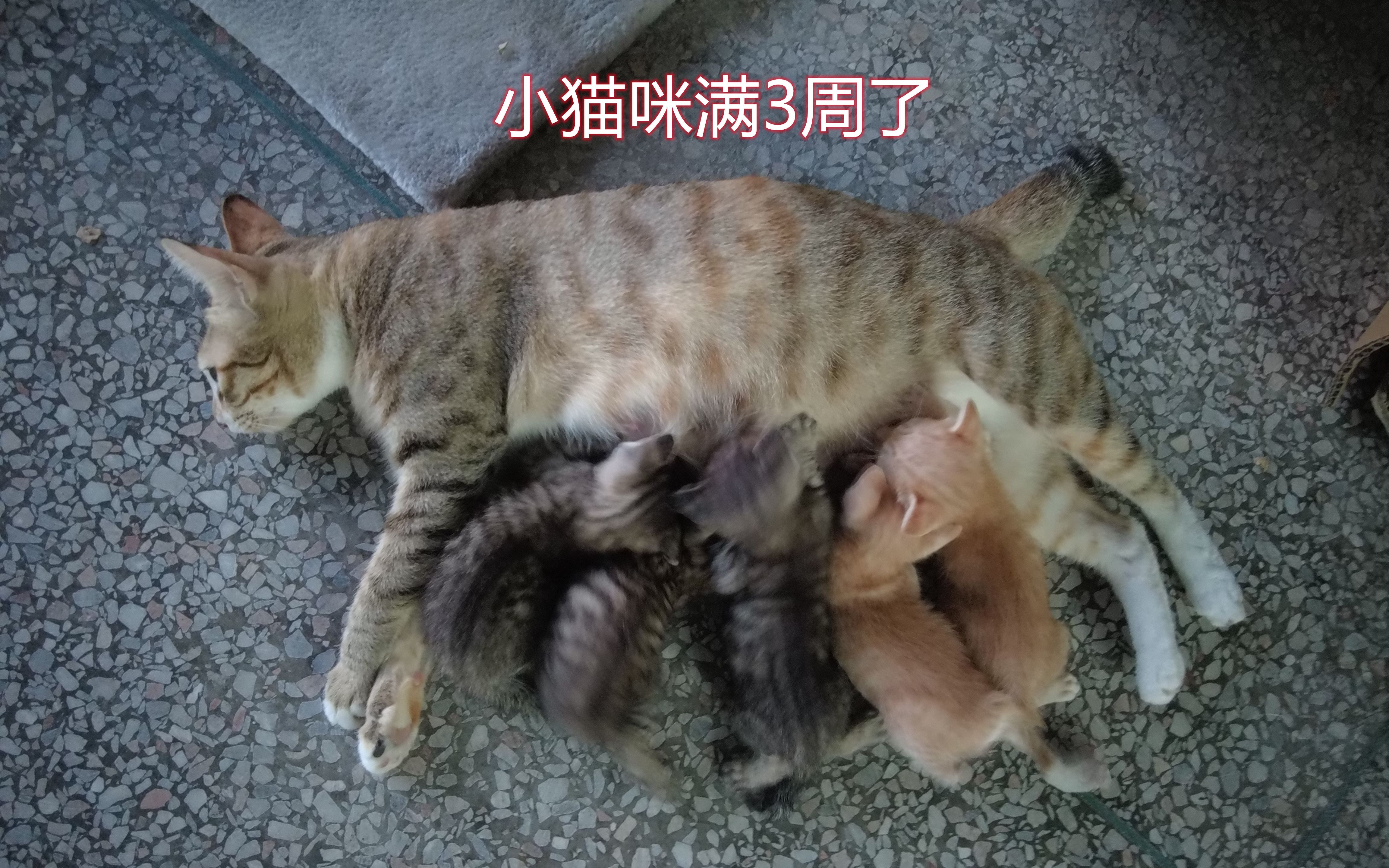 小奶猫破解版激活(小奶猫破解百度贴吧)