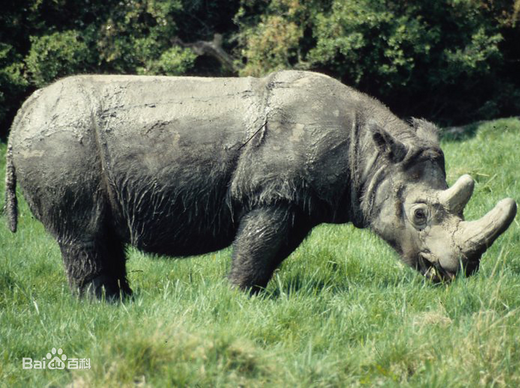 犀牛森林逃生攻略视频(犀牛森林逃生攻略视频大全)