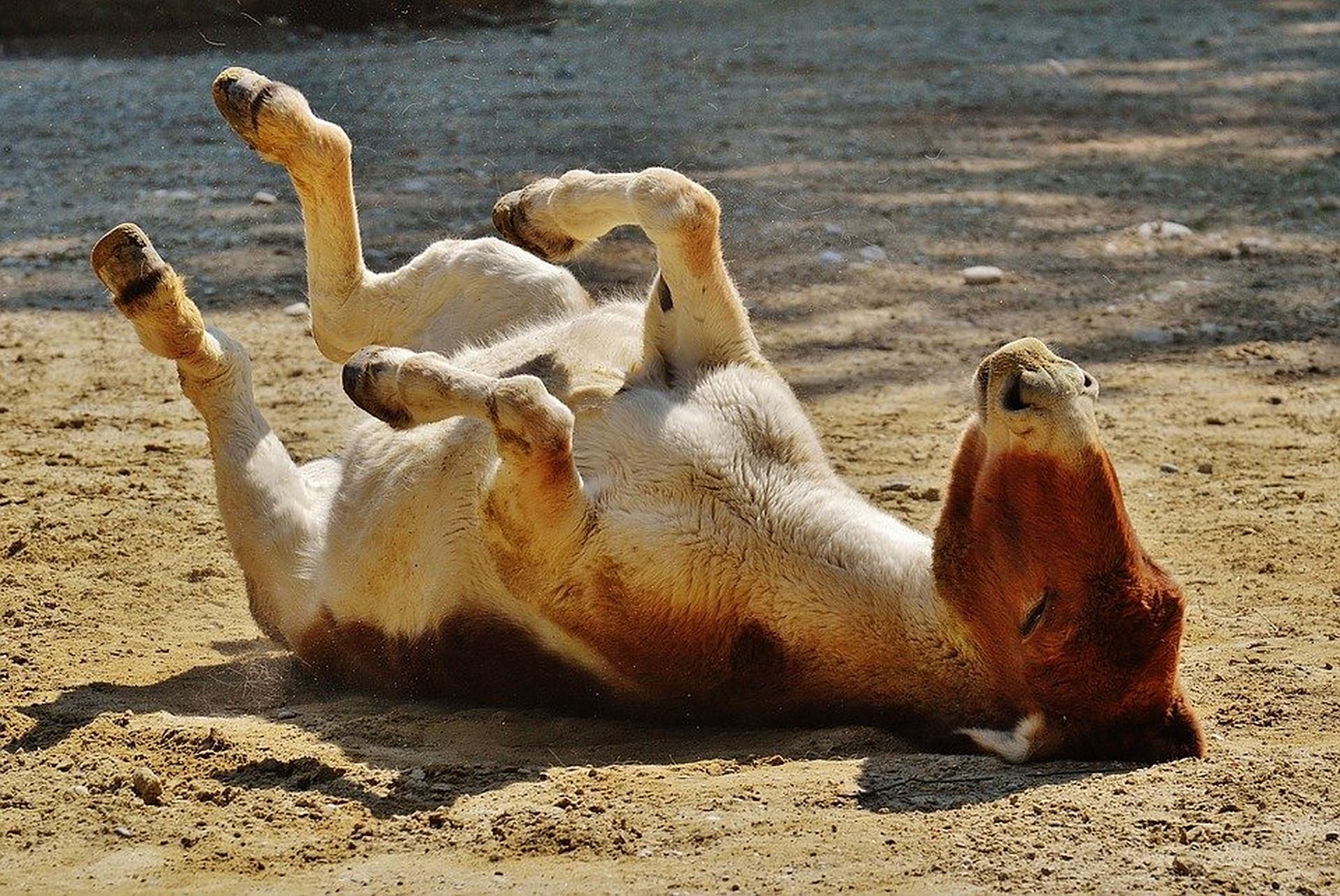 驴做东西游戏(一个驴做武器的游戏)
