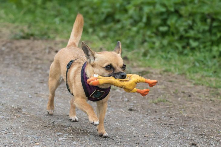 宝藏狗中文版破解版(宝藏是我的破解版下载)