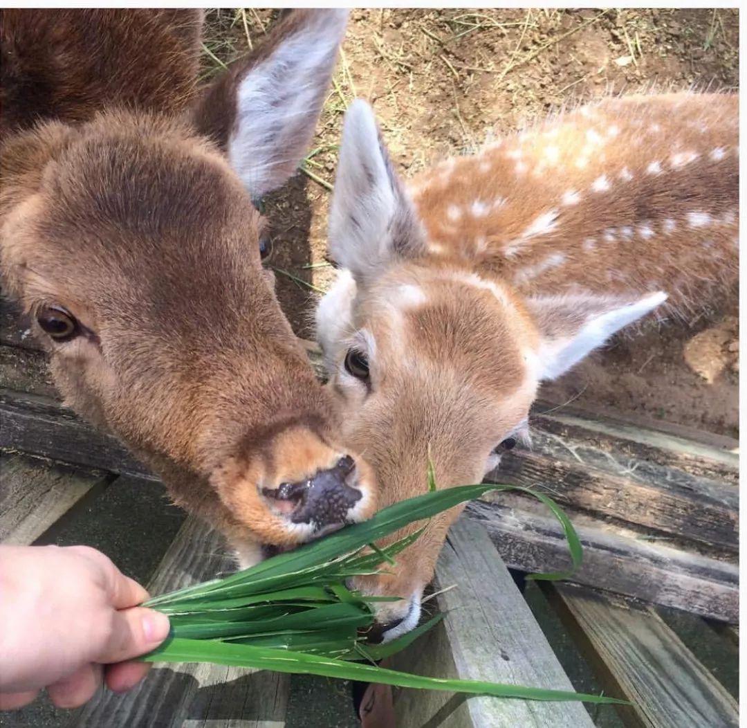 拯救小鹿逃脱1攻略(拯救小鹿逃脱1攻略大全)